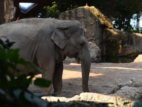 An elephant at the Zurich Zoo